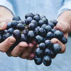 Händer håller en klase mörka vindruvor. En hälsosam snack med låga vindruvor kcal.