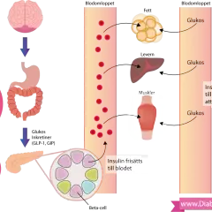 Diagrammet visar hur kroppen hanterar glukos. Vid diabetes kan detta system störas, vilket påverkar hur kroppen tar upp glukos, även från källor som kokossocker.
