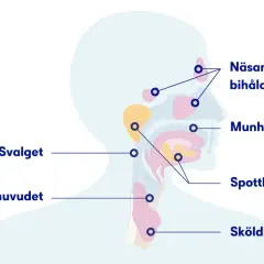 Illustration av huvud och hals med markerade områden som näsa, munhåla, spottkörtlar och sköldkörtel. Kan ge en känsla av blodsmak i munnen vid problem.