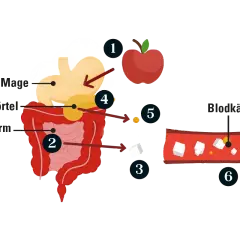 Illustration visar hur matsmältningen påverkar blodsockret. Högt blodsocker kan vara en prediabetes symptom.