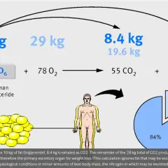 10 kg fett omvandlas till 8,4 kg CO2 och 1,6 kg H2O. Kroppen förbränner fett för energi.
