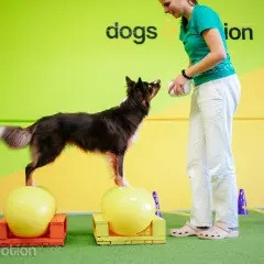 En hund balanserar på en boll, redo för en belöning från sin tränare. En riktig kissande hunden-stund!