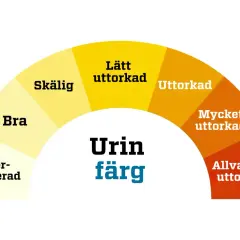 Färgskala för urin: överhydrerad, bra, skällig, lätt uttorkad, uttorkad, mycket uttorkad, allvarligt uttorkad. Stark lukt av ammoniak kan tyda på uttorkning.
