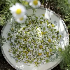 A plate overflowing with freshly picked chamomile flowers, surrounded by green foliage.