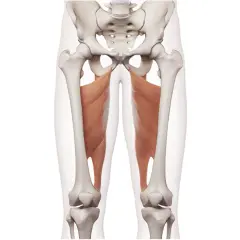 Muskler i insida lår, adductor maskin, visar hur dessa muskler fäster vid bäckenet och sträcker sig ner mot knäna.