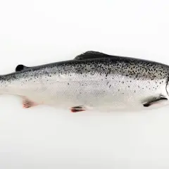 En hel, blank lax ligger på en vit bakgrund. Lax nyttigt och gott!