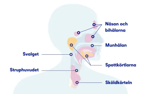 Illustration av huvud och hals med markerade områden som näsa, munhåla, spottkörtlar och sköldkörtel. Kan ge en känsla av blodsmak i munnen vid problem.