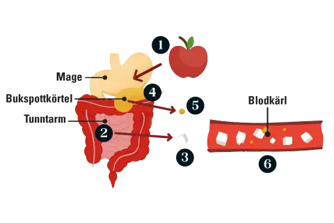 Illustration visar hur matsmältningen påverkar blodsockret. Högt blodsocker kan vara en prediabetes symptom.