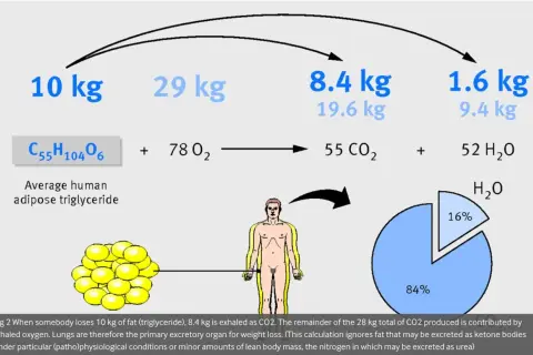 10 kg fett omvandlas till 8,4 kg CO2 och 1,6 kg H2O. Kroppen förbränner fett för energi.