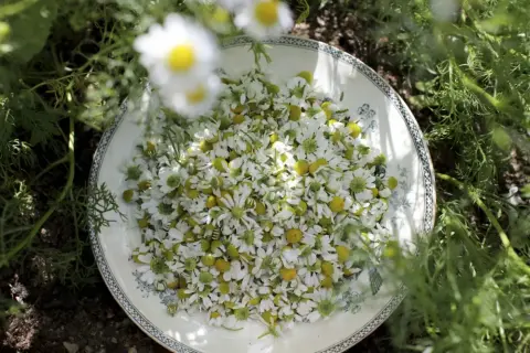 A plate overflowing with freshly picked chamomile flowers, surrounded by green foliage.