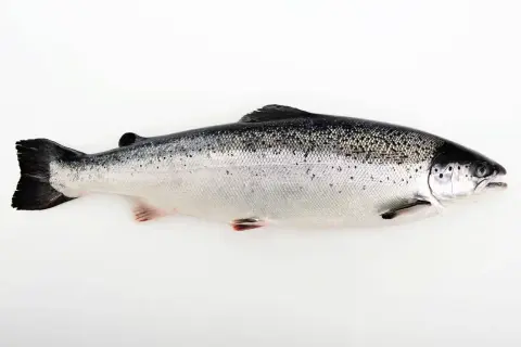 En hel, blank lax ligger på en vit bakgrund. Lax nyttigt och gott!