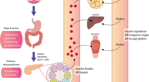 Diagrammet visar hur kroppen hanterar glukos. Vid diabetes kan detta system störas, vilket påverkar hur kroppen tar upp glukos, även från källor som kokossocker.