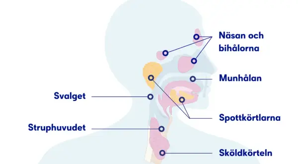 Illustration av huvud och hals med markerade områden som näsa, munhåla, spottkörtlar och sköldkörtel. Kan ge en känsla av blodsmak i munnen vid problem.