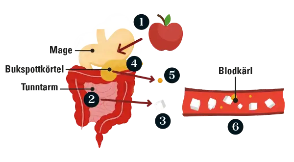 Illustration visar hur matsmältningen påverkar blodsockret. Högt blodsocker kan vara en prediabetes symptom.