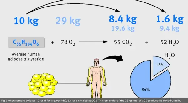 10 kg fett omvandlas till 8,4 kg CO2 och 1,6 kg H2O. Kroppen förbränner fett för energi.