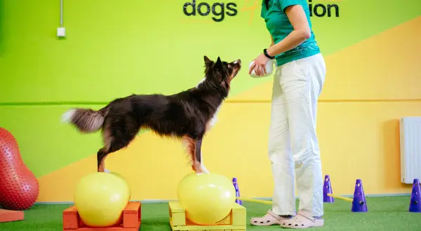 En hund balanserar på en boll, redo för en belöning från sin tränare. En riktig kissande hunden-stund!