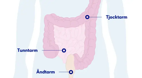 Illustration av tunntarm, tjocktarm och ändtarm. Om du har ont i nedre delen av magen kan det bero på problem i dessa organ.