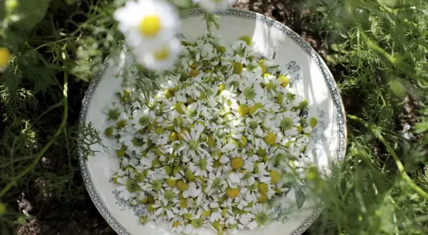 A plate overflowing with freshly picked chamomile flowers, surrounded by green foliage.