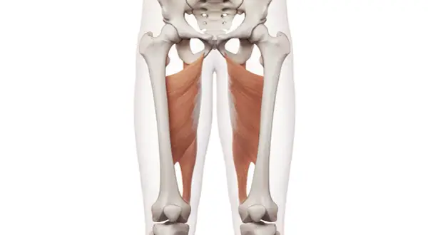 Muskler i insida lår, adductor maskin, visar hur dessa muskler fäster vid bäckenet och sträcker sig ner mot knäna.