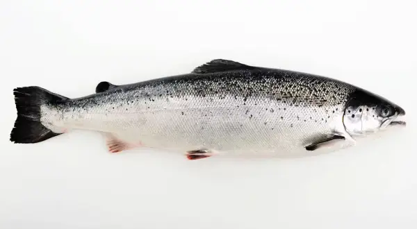 En hel, blank lax ligger på en vit bakgrund. Lax nyttigt och gott!