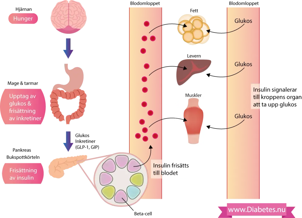Diagrammet visar hur kroppen hanterar glukos. Vid diabetes kan detta system störas, vilket påverkar hur kroppen tar upp glukos, även från källor som kokossocker.