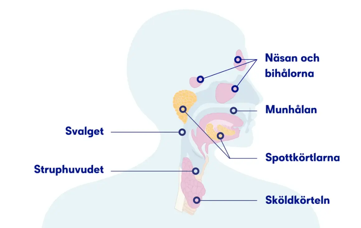 Illustration av huvud och hals med markerade områden som näsa, munhåla, spottkörtlar och sköldkörtel. Kan ge en känsla av blodsmak i munnen vid problem.