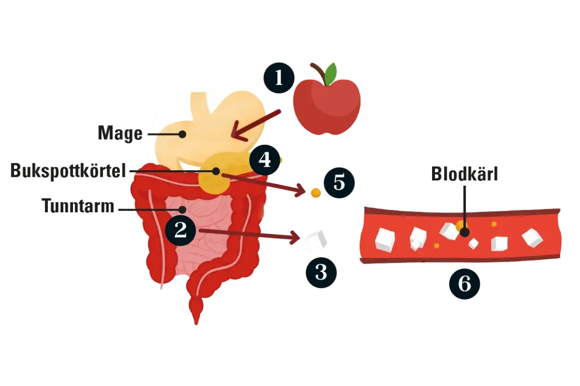 Illustration visar hur matsmältningen påverkar blodsockret. Högt blodsocker kan vara en prediabetes symptom.