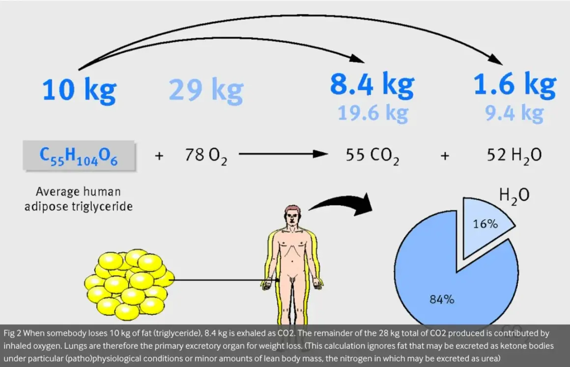 10 kg fett omvandlas till 8,4 kg CO2 och 1,6 kg H2O. Kroppen förbränner fett för energi.