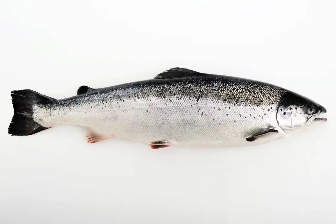 En hel, blank lax ligger på en vit bakgrund. Lax nyttigt och gott!