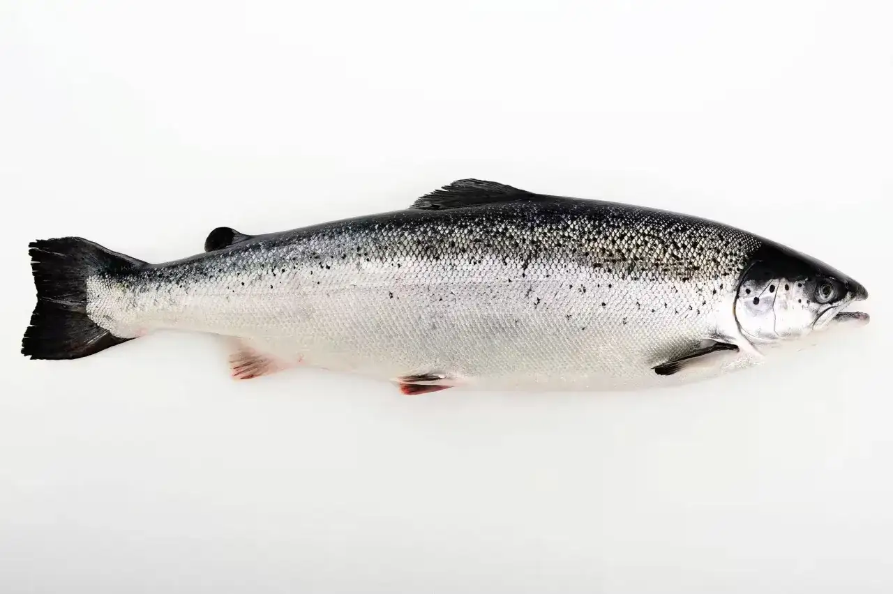 Är lax nyttigt? Sanningen om omega-3, protein och mer