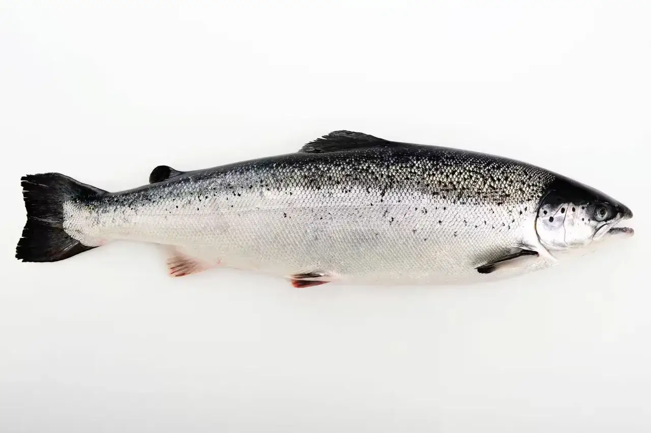 Är lax nyttigt? Sanningen om omega-3, protein och mer