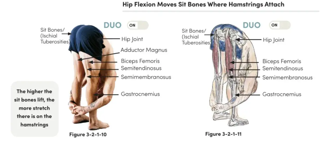 Illustration visar hur h&ouml;ftb&ouml;jning lyfter sittbenen, vilket &ouml;kar stretchen i baksida l&aring;r. Musklerna biceps femoris, semitendinosus och semimembranosus visas.