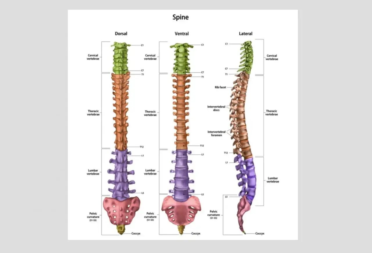 Illustration av ryggraden i tre vyer: dorsal, ventral och lateral. Visar hals-, br&ouml;st- och l&auml;ndkotor samt b&auml;ckenkr&ouml;kning och svank rygg.