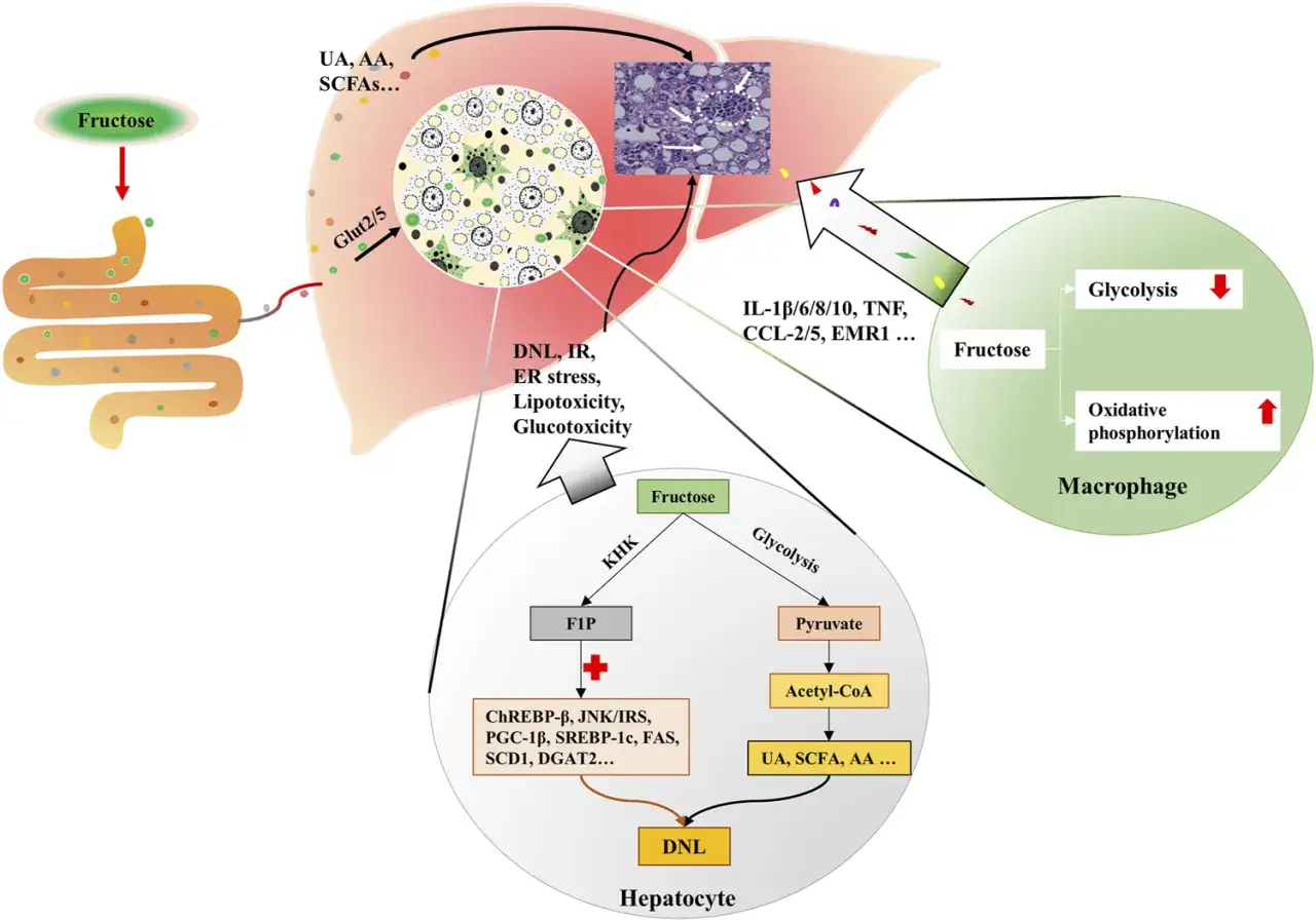 Fruktos tas upp i tarmen och levern, vilket kan leda till inflammation i makrofager och hepatocyter.