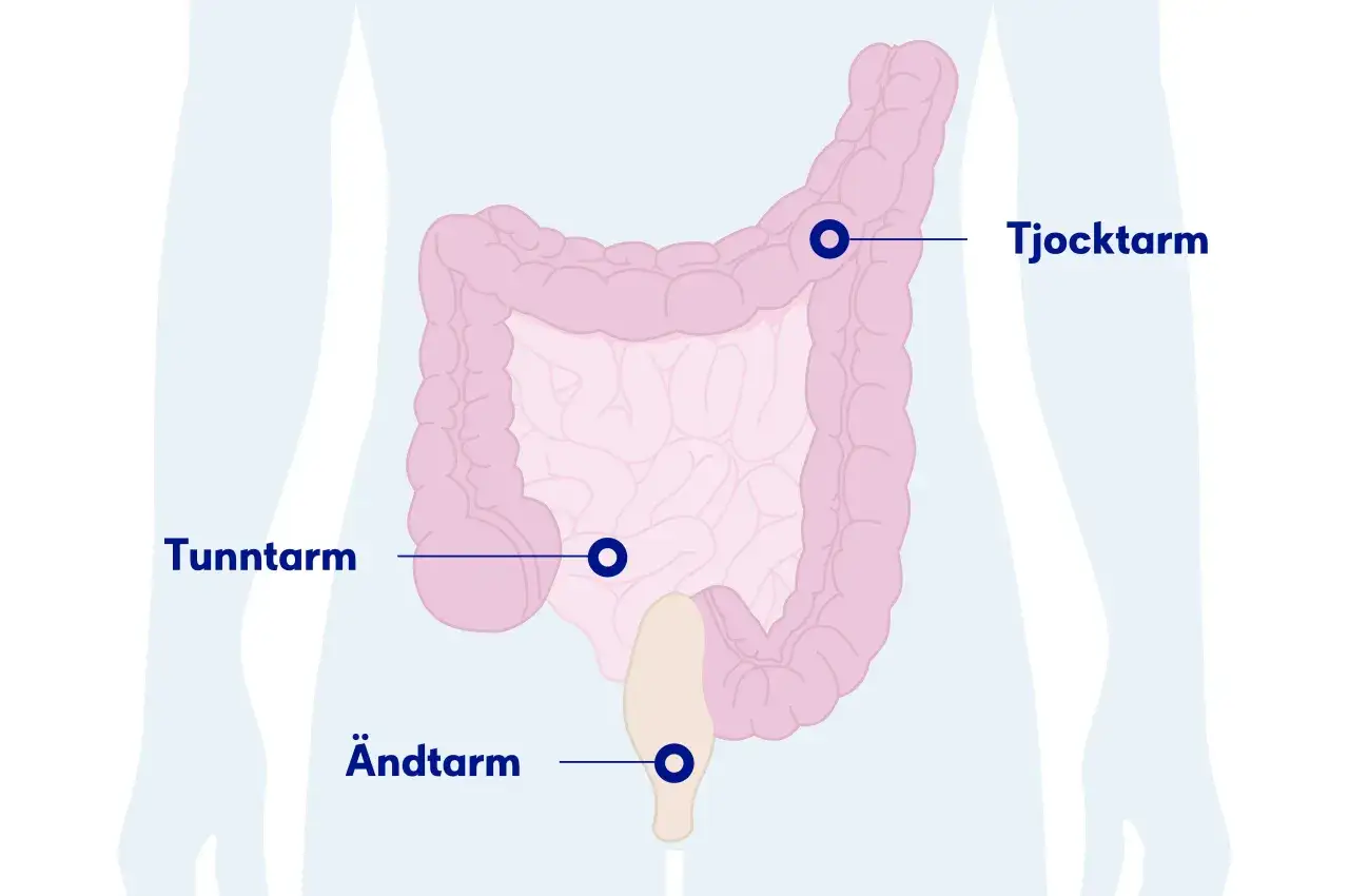 Illustration av tunntarm, tjocktarm och &auml;ndtarm. Om du har ont i nedre delen av magen kan det bero p&aring; problem i dessa organ.