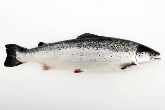 Är lax nyttigt? Sanningen om omega-3, protein och mer