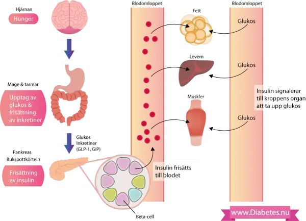 Diagrammet visar hur kroppen hanterar glukos. Vid diabetes kan detta system störas, vilket påverkar hur kroppen tar upp glukos, även från källor som kokossocker.