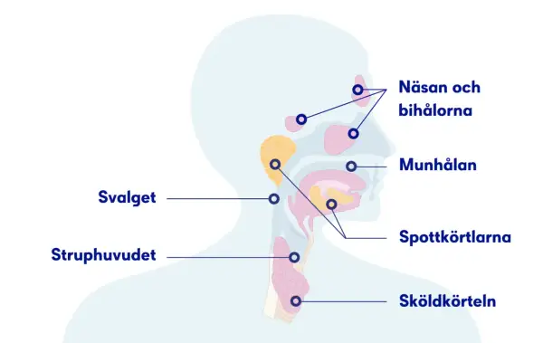 Illustration av huvud och hals med markerade områden som näsa, munhåla, spottkörtlar och sköldkörtel. Kan ge en känsla av blodsmak i munnen vid problem.