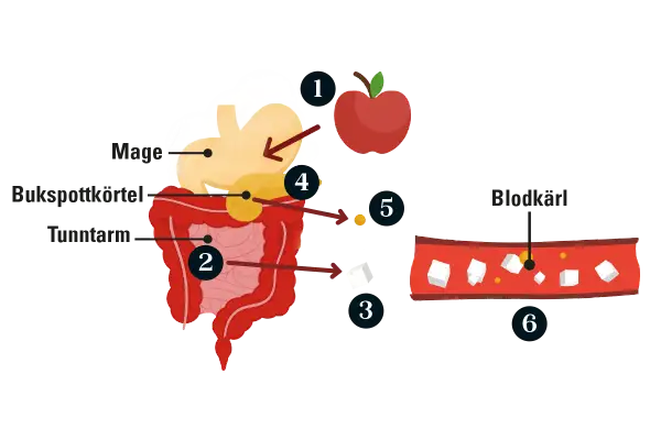 Illustration visar hur matsmältningen påverkar blodsockret. Högt blodsocker kan vara en prediabetes symptom.