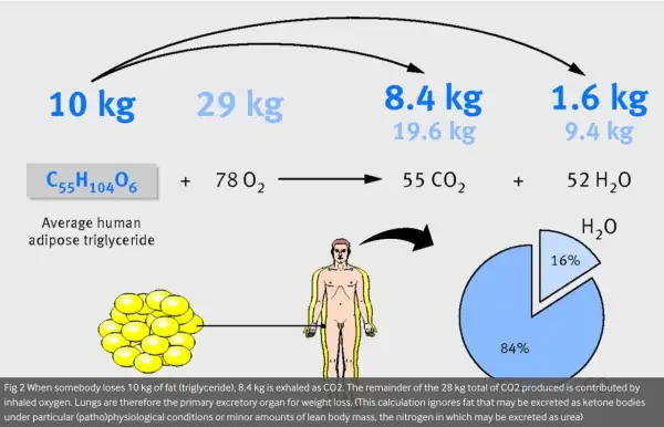 10 kg fett omvandlas till 8,4 kg CO2 och 1,6 kg H2O. Kroppen förbränner fett för energi.