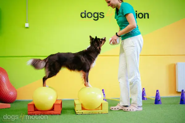 En hund balanserar på en boll, redo för en belöning från sin tränare. En riktig kissande hunden-stund!