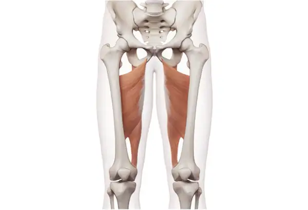 Muskler i insida lår, adductor maskin, visar hur dessa muskler fäster vid bäckenet och sträcker sig ner mot knäna.